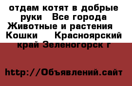 отдам котят в добрые руки - Все города Животные и растения » Кошки   . Красноярский край,Зеленогорск г.